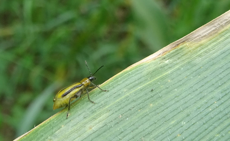 Diabrotica virgifera, Chrysomelidae alieno